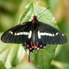 Parides agavus