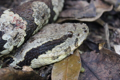 Metlapilcoatlus olmec