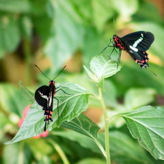 Parides agavus