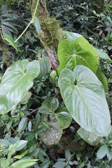 Anthurium huixtlense