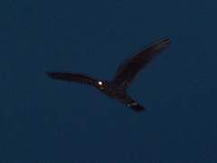 Nyctiprogne leucopyga