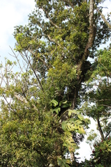 Podocarpus guatemalensis