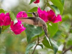 Phaethornis subochraceus