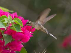 Phaethornis subochraceus