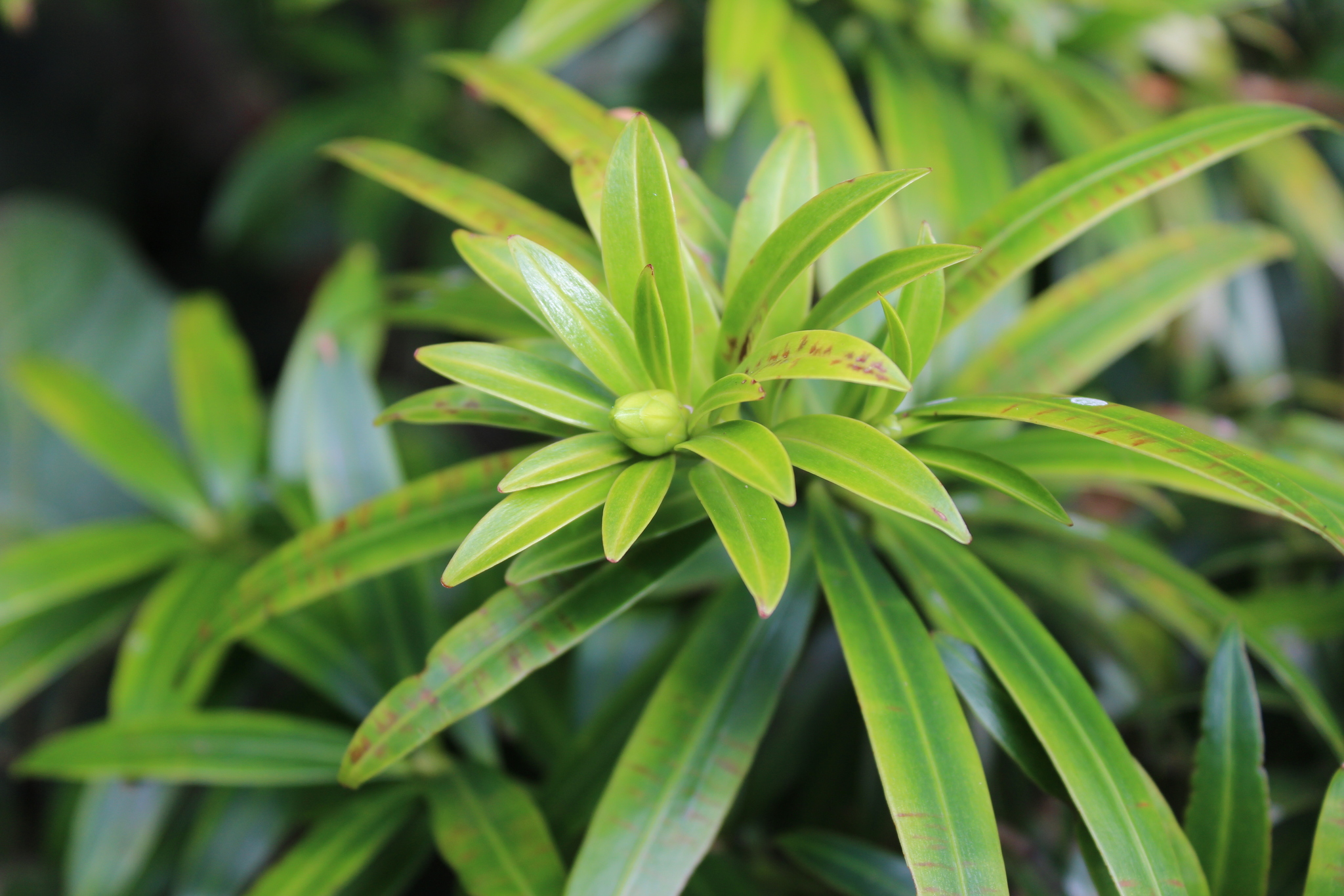 British Honduras yellowwood (Podocarpus guatemalensis)  iNaturalist