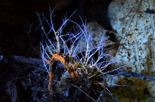 Tilachlidium brachiatum