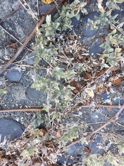 Atriplex maximowicziana