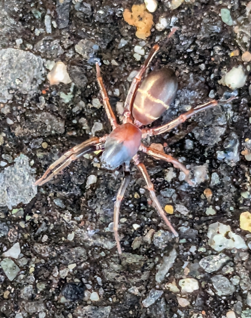 twobanded antmimic