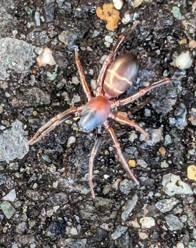 Two-banded Ant-mimic Sac Spider