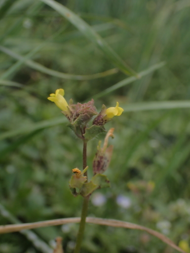 Field Monkey-flower (Erythranthe arvensis)