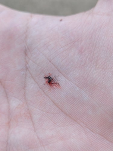 Asian Tiger Mosquito