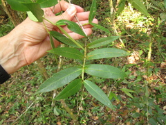 Calyptranthes karlingii