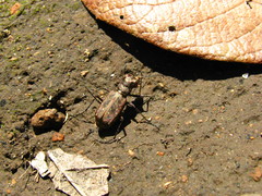 Cicindelina