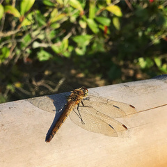 Sympetrum