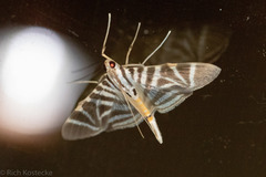 Spilomela perspicata