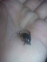 Strigoderma sulcipennis