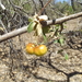 Gulf Malpighia - Photo (c) J. Fernando Pío León, some rights reserved (CC BY-NC), uploaded by J. Fernando Pío León