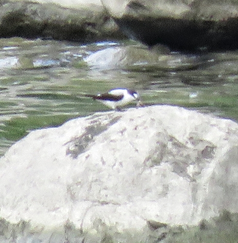 Monachella muelleriana observed 2025-07-28