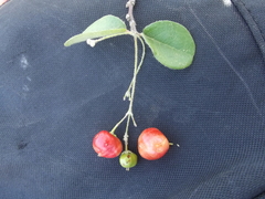 Malpighia diversifolia