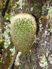 Mammillaria densispina
