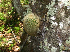 Mammillaria densispina