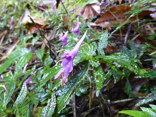 Impatiens prainii