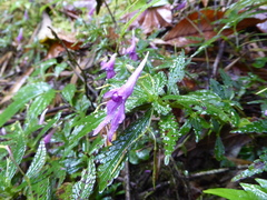 Impatiens prainii