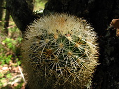 Mammillaria densispina
