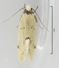 Atalopsis