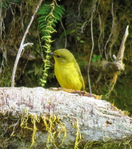 Microeca papuana observed 2025-07-28