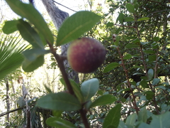 Sideroxylon peninsulare