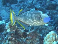 Xanthichthys auromarginatus