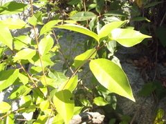 Prunus serotina virens