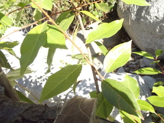 Prunus serotina virens