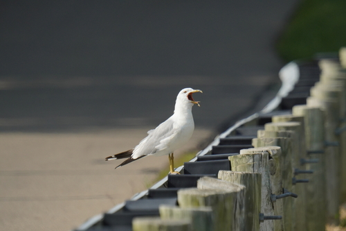 Ring-billed Gull photographed in Ohio
