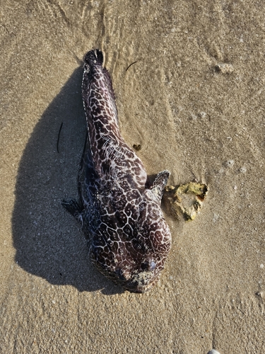 Reticulate toadfish (Sanopus reticulatus) — Batrachoididae — 5