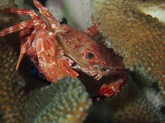 Goniosupradens hawaiensis