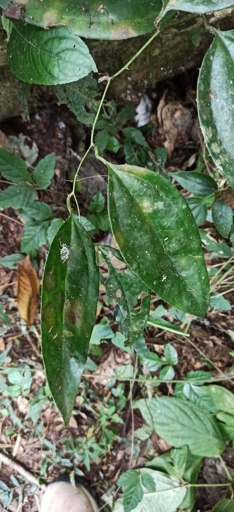 Zarzaparrilla