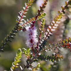 Melaleuca gibbosa