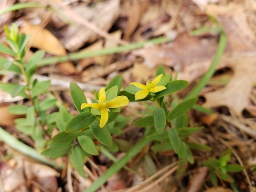 St. Andrew's cross (Hypericum hypericoides)