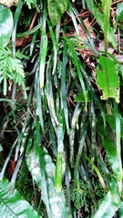 Haplopteris anguste-elongata