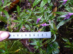 Impatiens prainii
