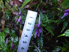 Impatiens prainii