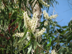 Melaleuca leucadendra