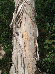 Melaleuca leucadendra