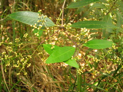 Calyptranthes calderonii