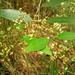 Calyptranthes calderonii - Photo (c) Jan Meerman,  זכויות יוצרים חלקיות (CC BY-NC), הועלה על ידי Jan Meerman