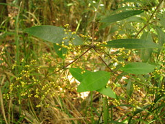 Calyptranthes calderonii