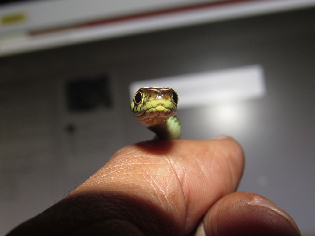 Atotonilco-Cajititlan Garter Snake