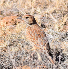 Mirafra fasciolata fasciolata
